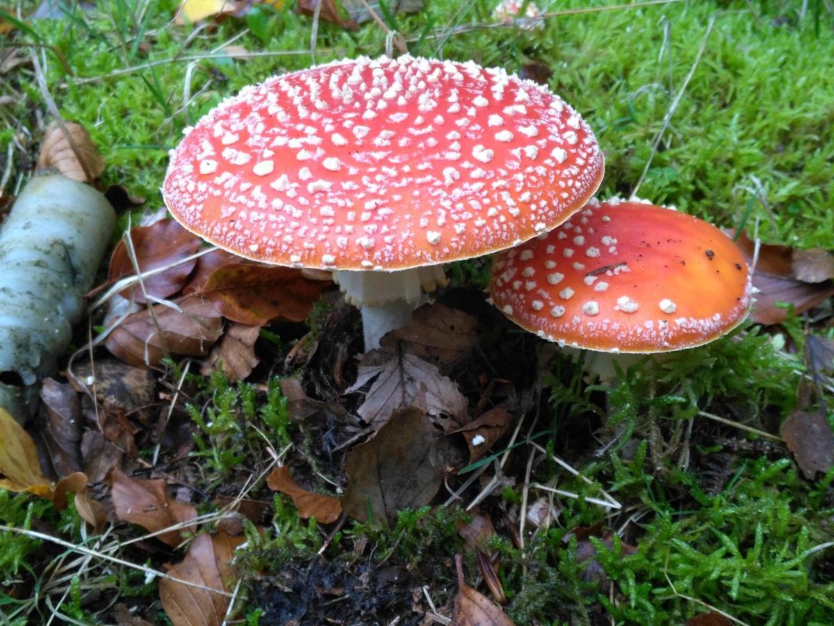 Moorhexe Lejlighed Gelbensande Eksteriør billede